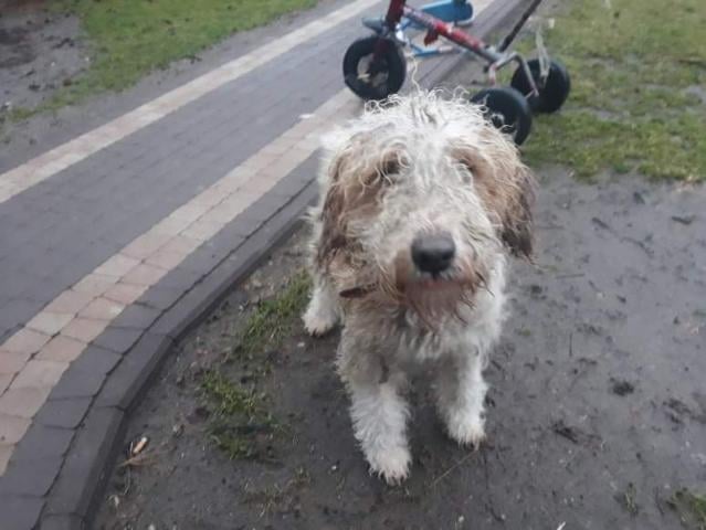 Poszukujemy właściciela zabłąkanego psa 