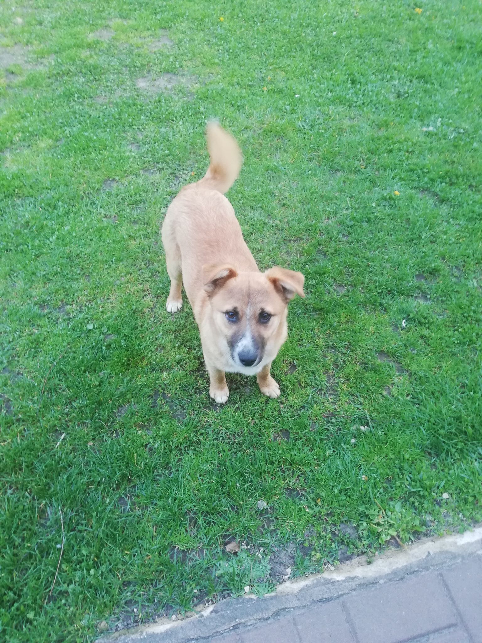 Poszukujemy właściciela zabłąkanego psa