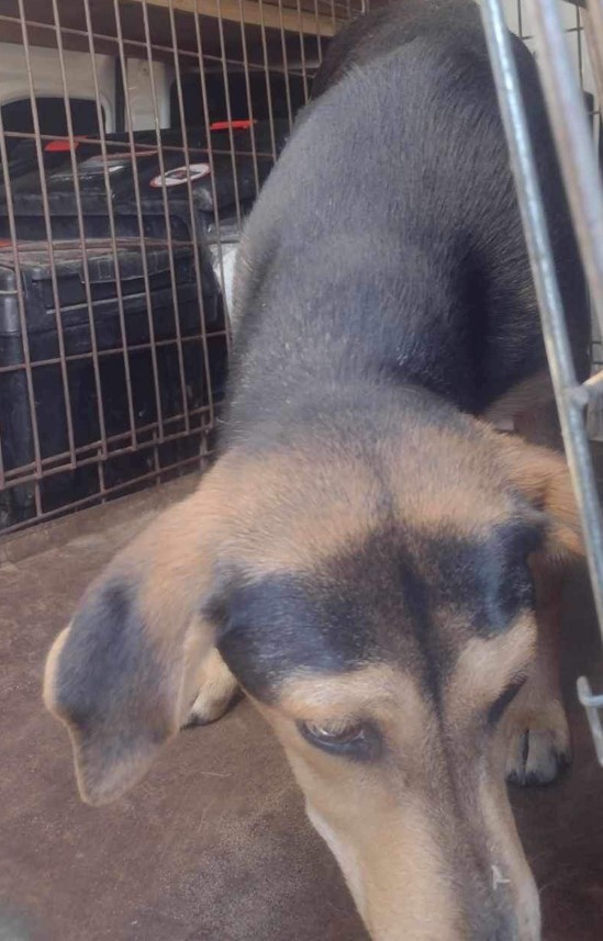 Poszukujemy właściciela zabłąkanego psa.