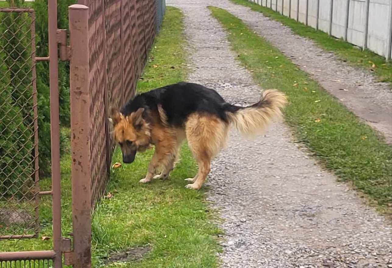 Poszukujemy właściciela zabłąkanego psa