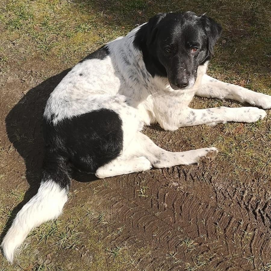 Poszukujemy właściciela zabłąkanego psa