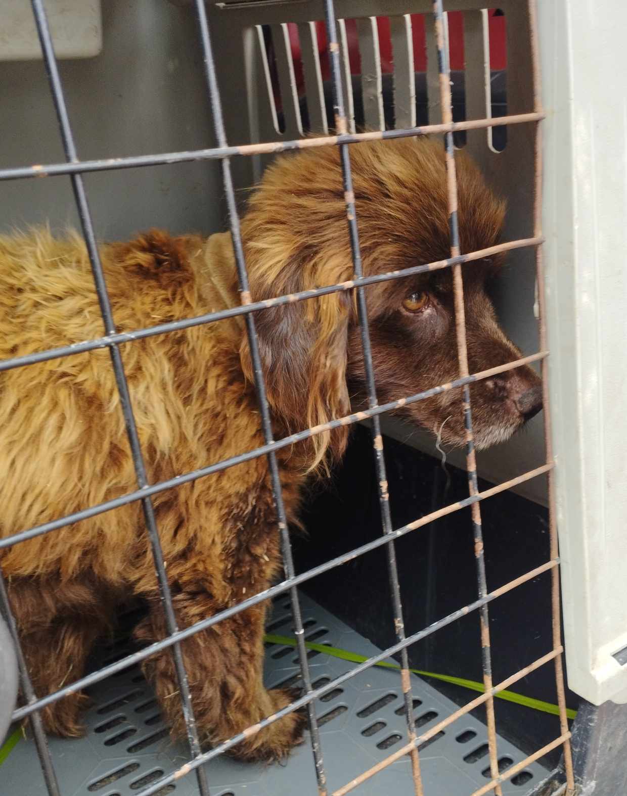 Poszukujemy właściciela zabłąkanego psa