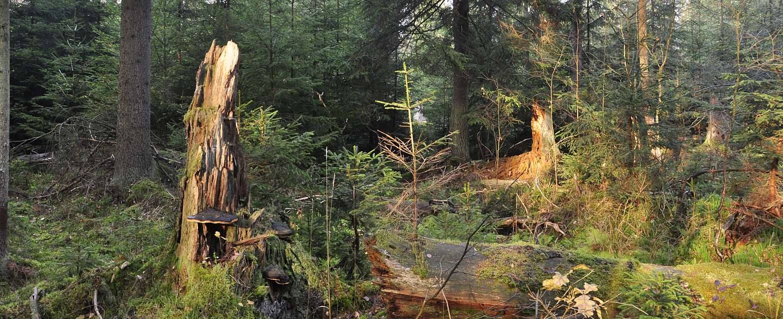 Puszcza Białowieska - o co chodzi?