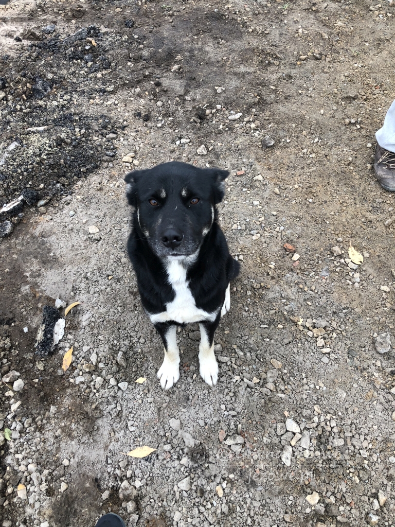 Poszukujemy właściciela zabłąkanego psa