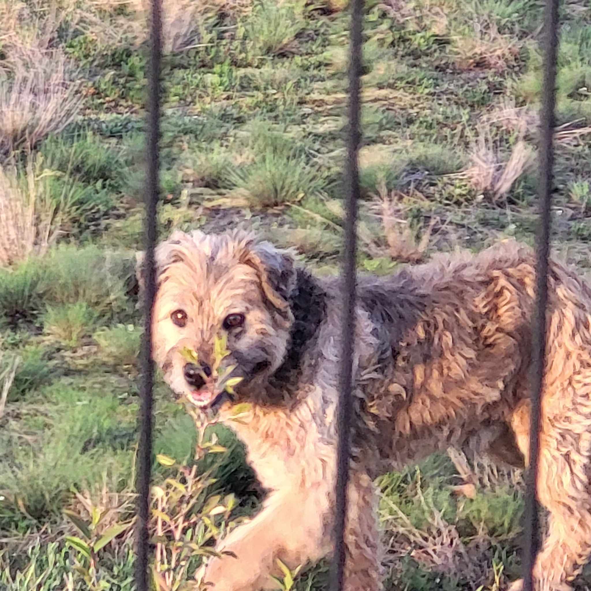 Poszukujemy właściciela zabłąkanego psa