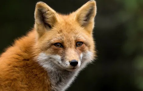 Akcja szczepienia dzikich lisów - Komunikat Podkarpackiego Wojewódzkiego Lekarza Weterynarii