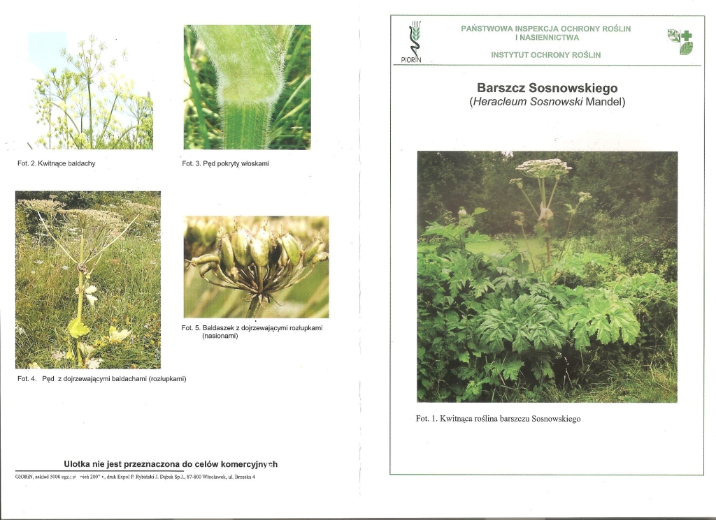 ulotka barszcz sosnowskiego 1 001