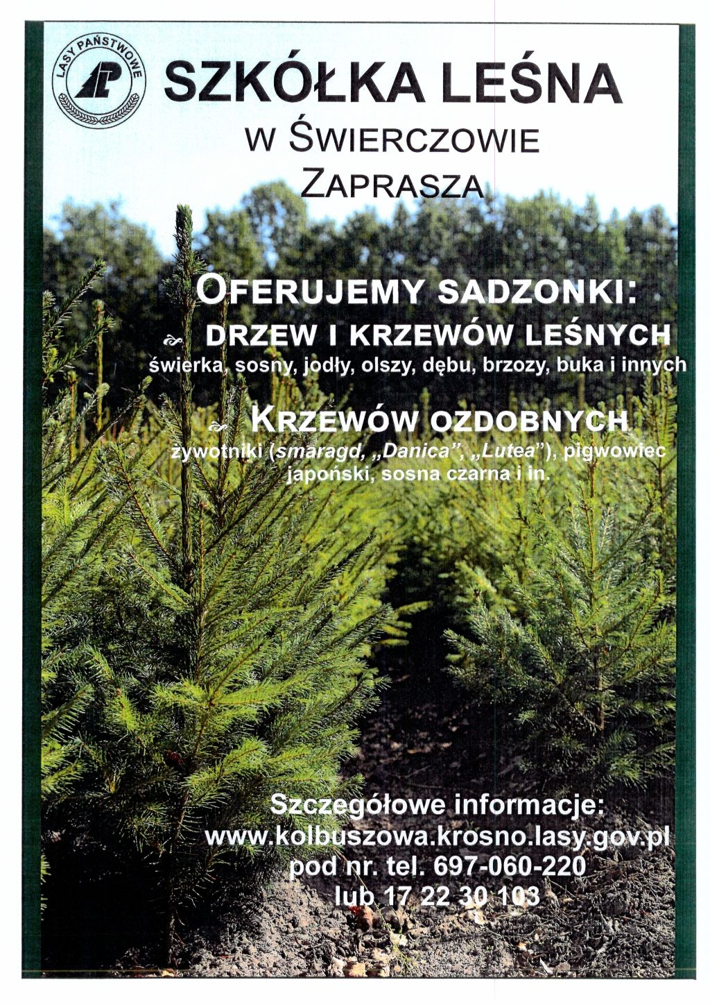 Plakat sprzedaż sadzonek
