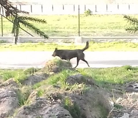 Poszukujemy właściciela zabłąkanego psa 