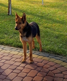 Poszukujemy właściciela zabłąkanego psa