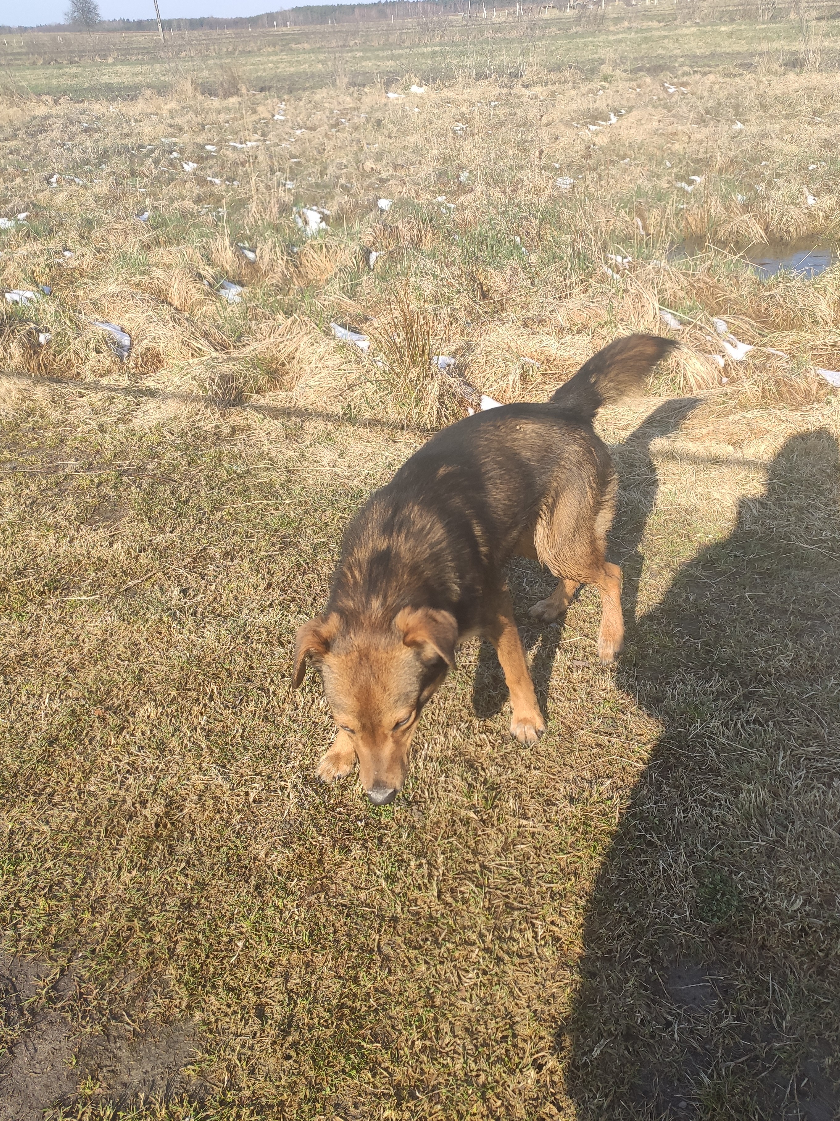 Poszukujemy właściciela zabłąkanego psa