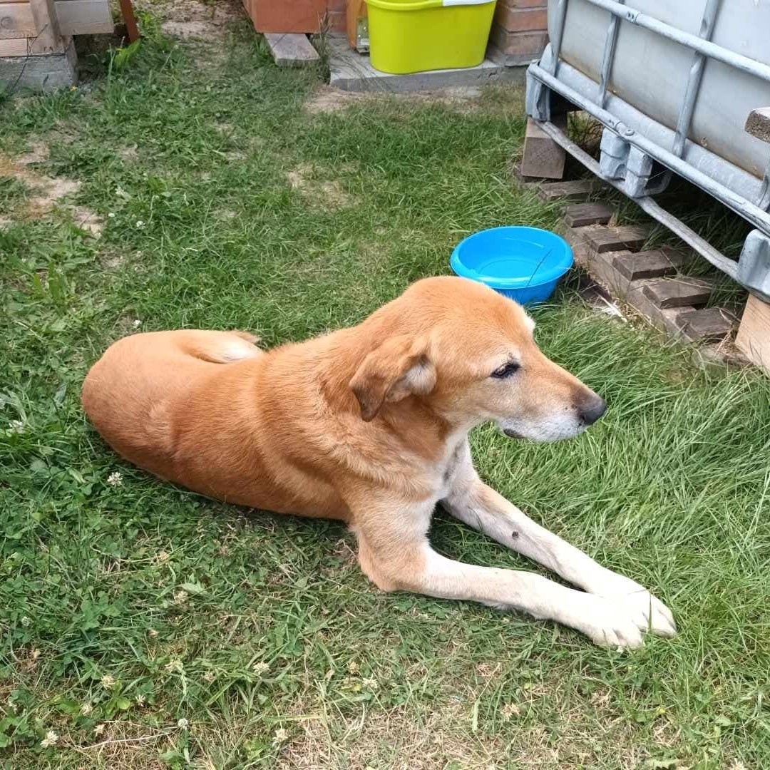 Poszukujemy właściciela zabłąkanego psa