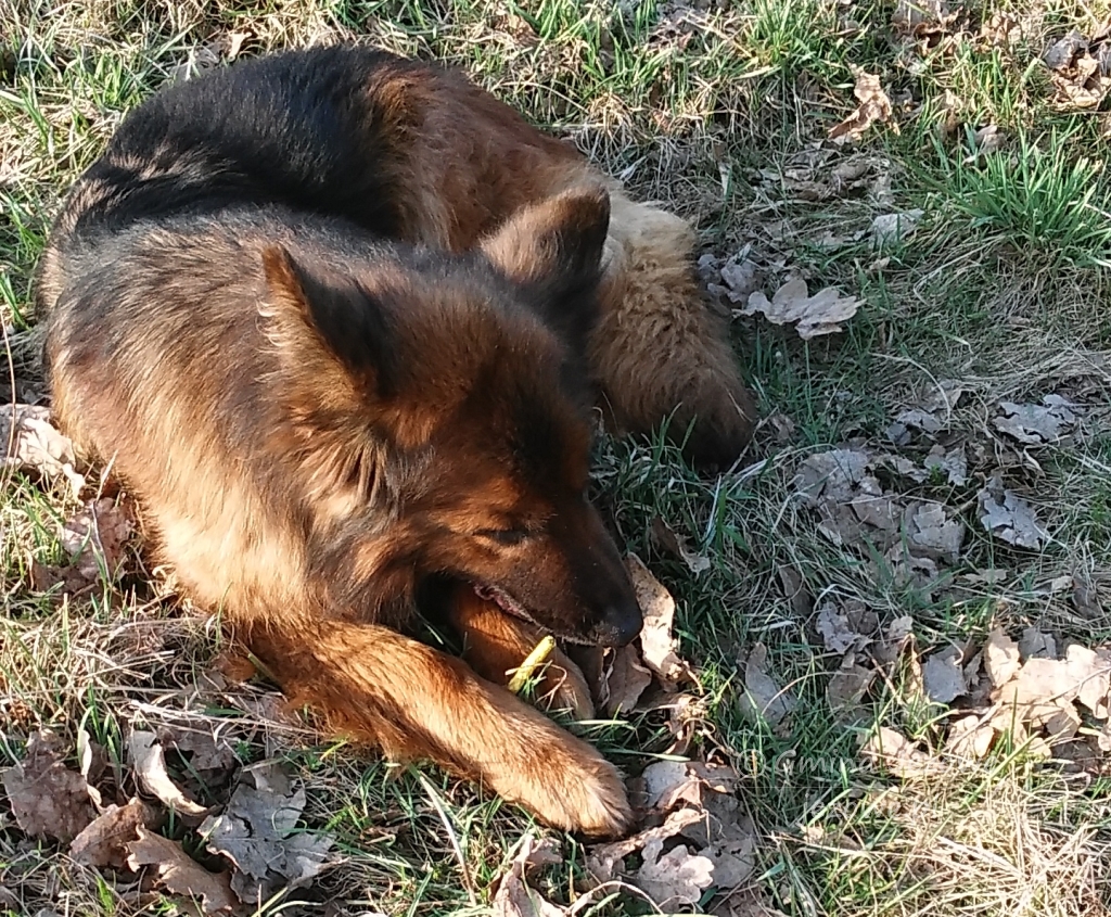 UWAGA znaleziono psa!!!