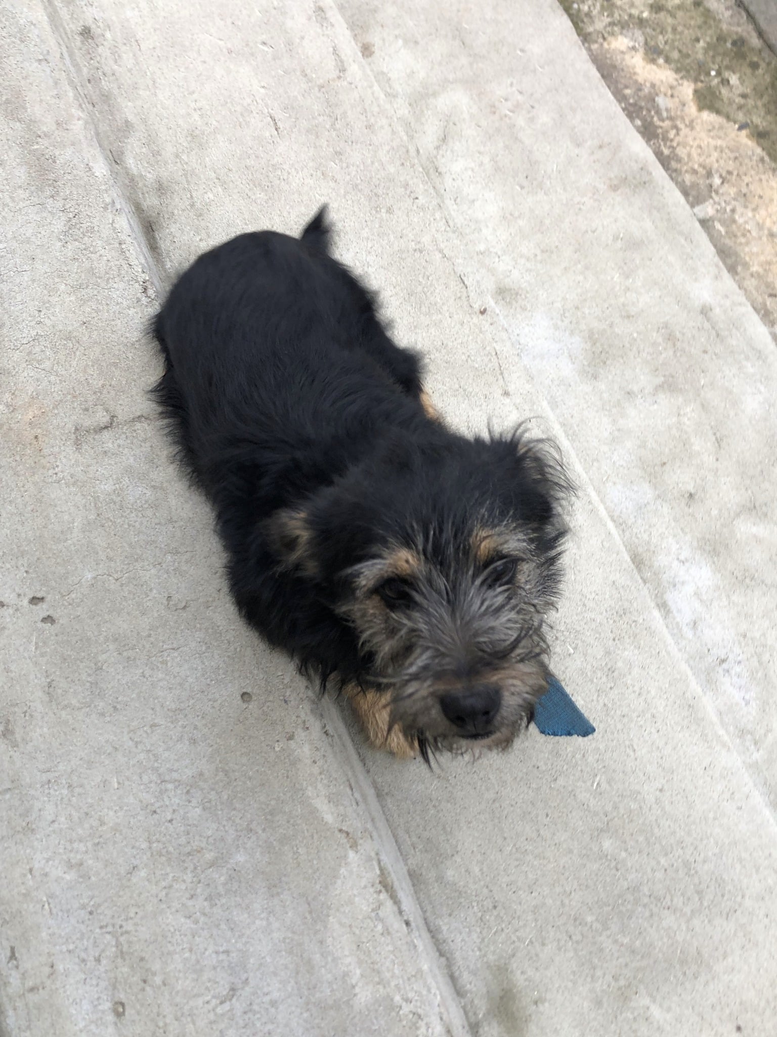 Poszukujmy właściciela zabłąkanego psa