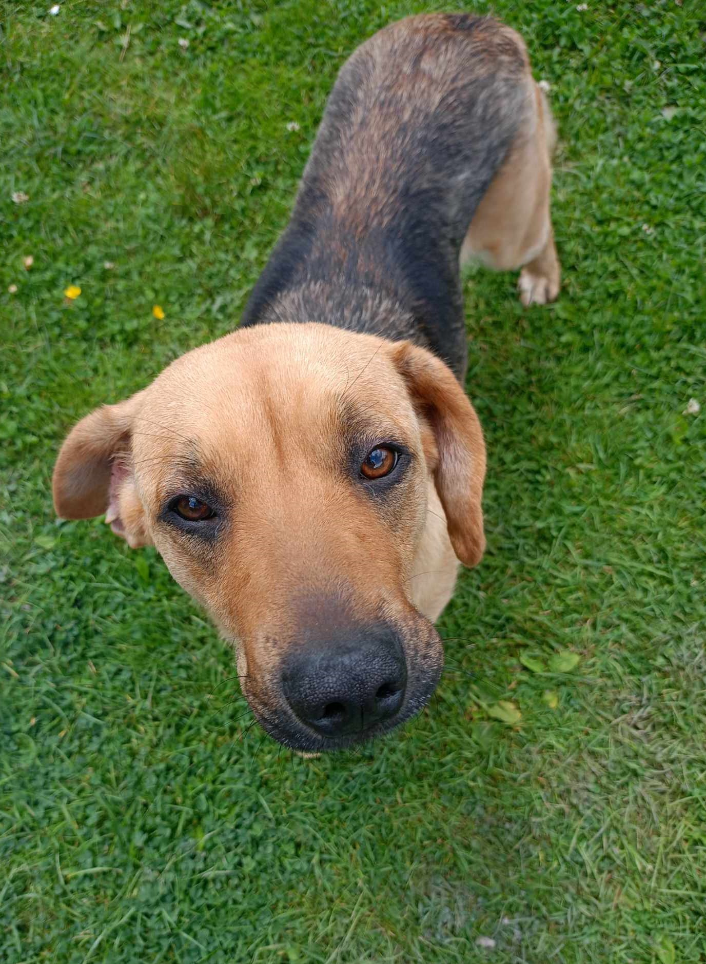 Poszukujemy właściciela zabłąkanego psa