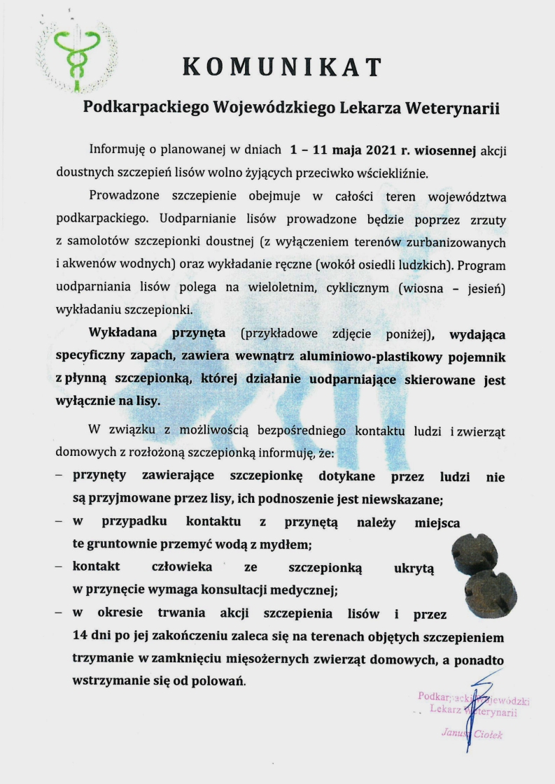 akcja szczepienia lis&oacute;w gmina jezowe