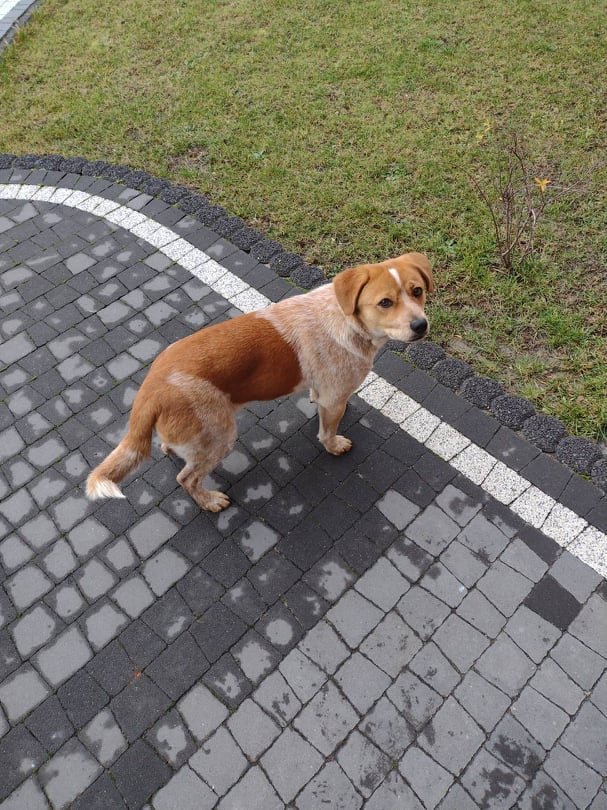 Poszukujemy właściciela zabłąkanego psa