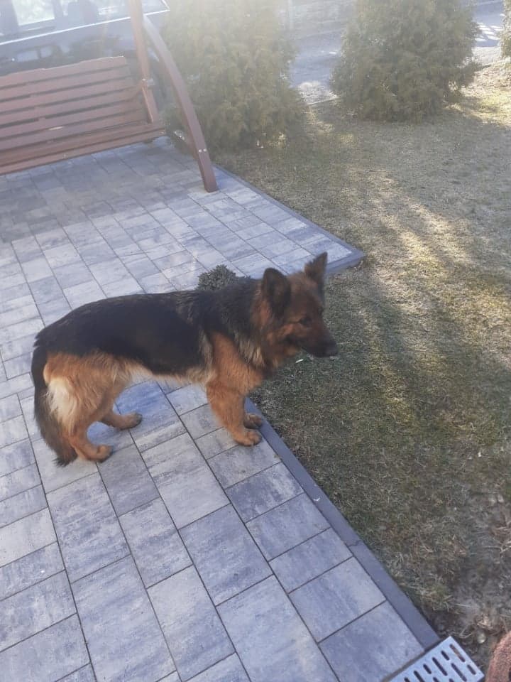 Poszukujemy właściciela zabłąkanego psa