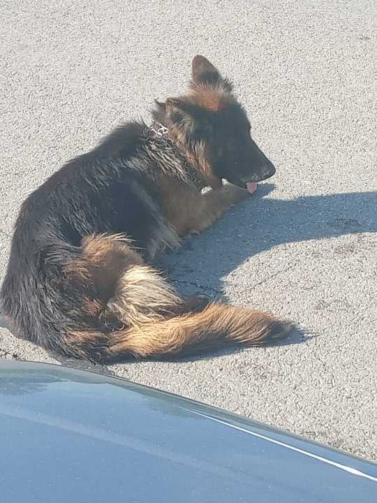 Poszukujemy właściciela zabłąkanego psa 