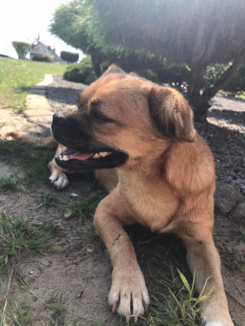 Poszukujemy właściciela zabłąkanego psa