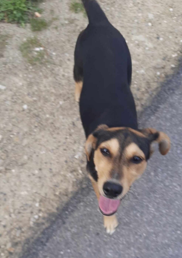 Poszukujemy właściciela zabłąkanego psa