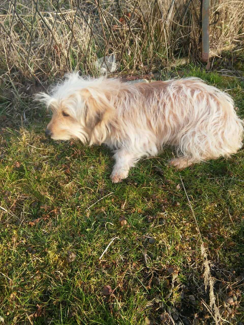 Poszukujemy właściciela zabłąkanego psa 