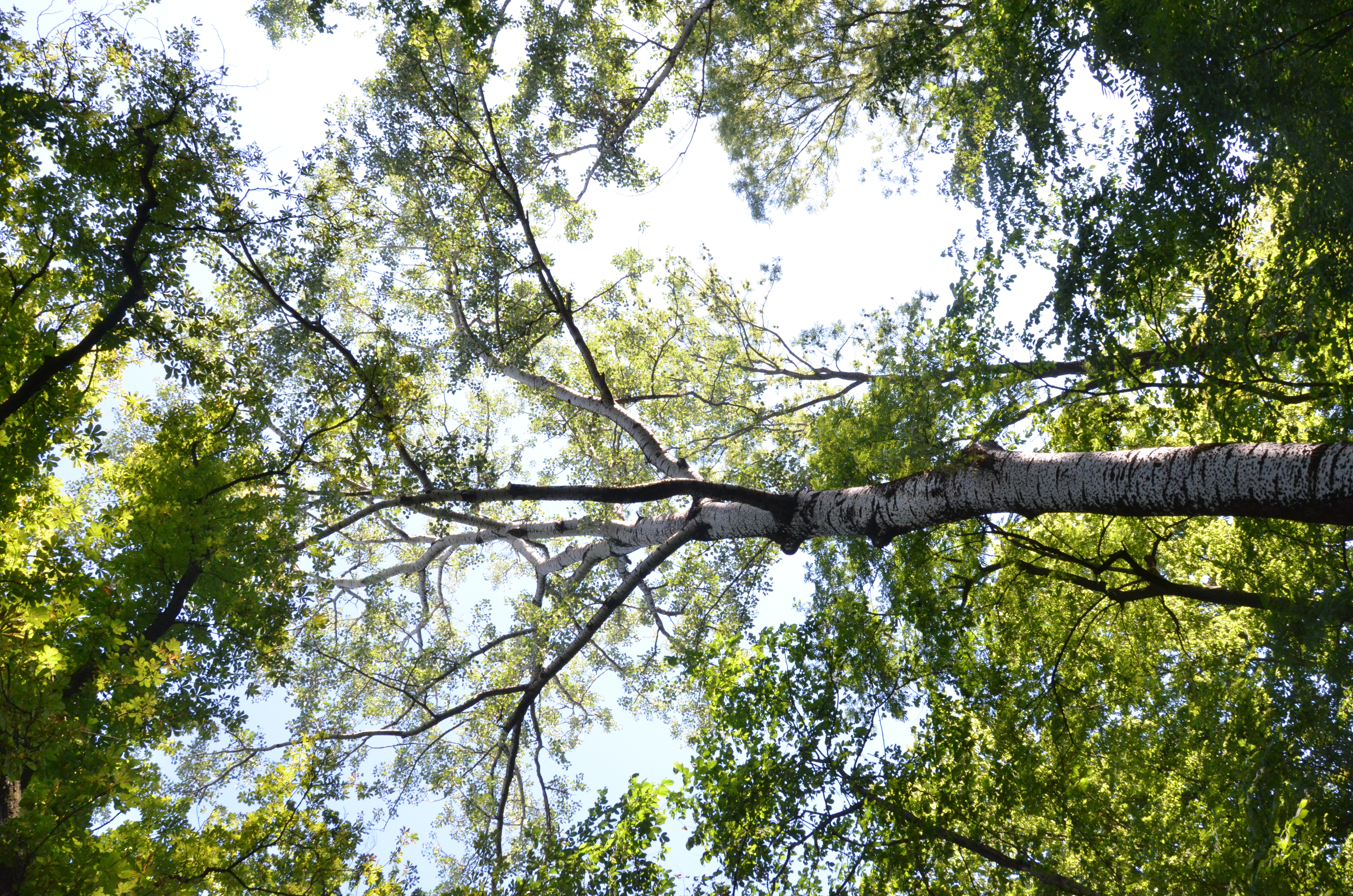Zakończono prace pielęgnacyjne drzewostanu w Parku Podworskim w Nowym Narcie