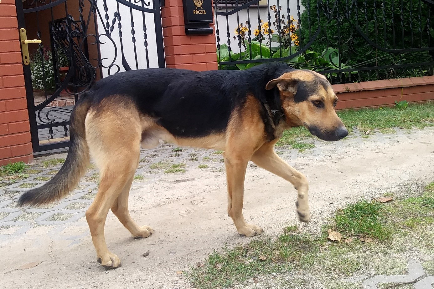 Poszukujemy właściciela zabłąkanego psa