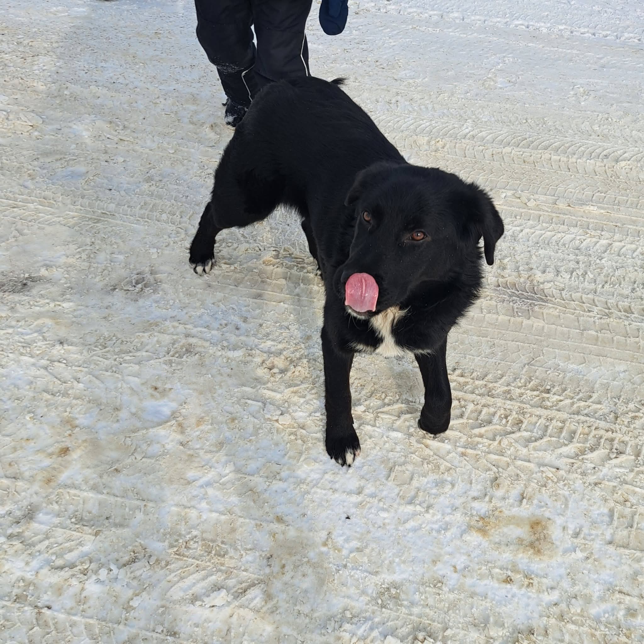 Poszukujemy właściciela zabłąkanego psa